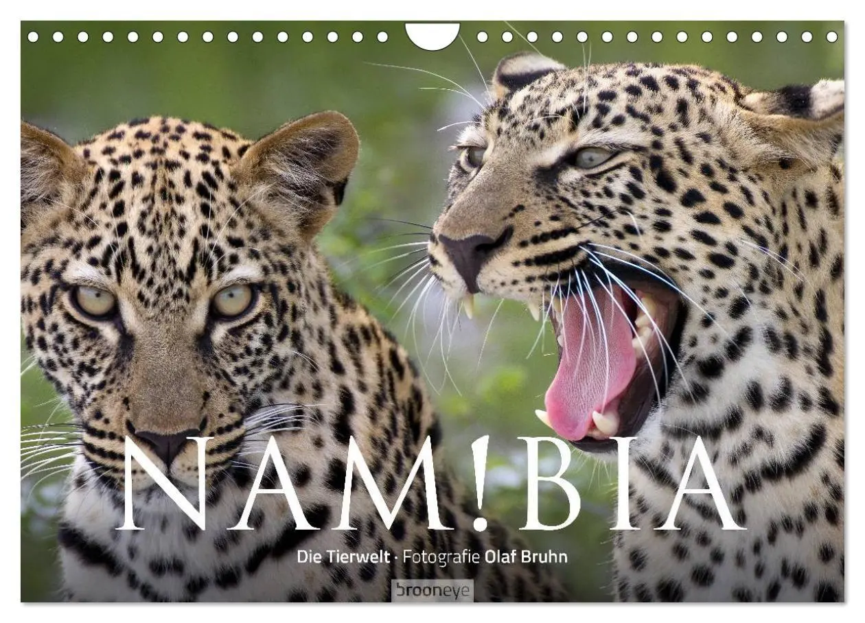 Cover: 9783516137446 | Namibia - Die Tierwelt (Wandkalender 2026 DIN A4 quer), CALVENDO...