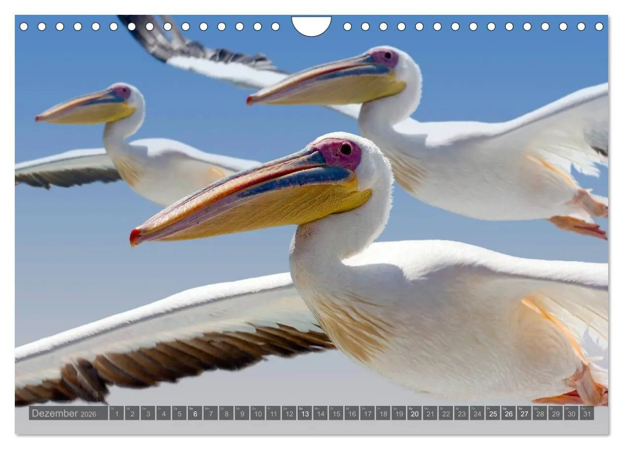 Bild: 9783516137446 | Namibia - Die Tierwelt (Wandkalender 2026 DIN A4 quer), CALVENDO...