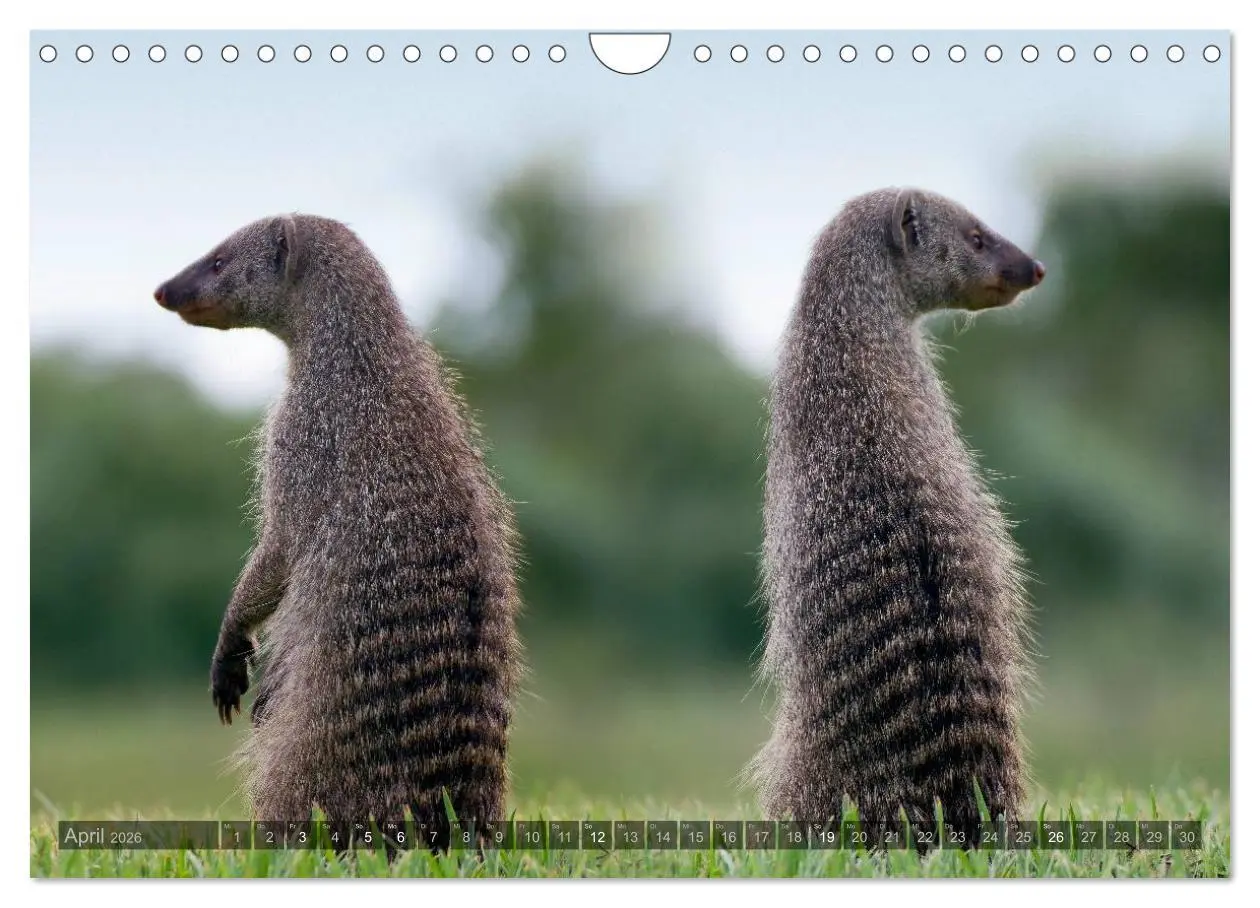 Bild: 9783516137446 | Namibia - Die Tierwelt (Wandkalender 2026 DIN A4 quer), CALVENDO...