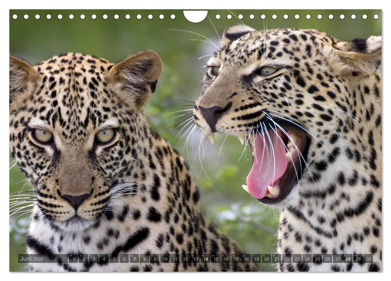 Bild: 9783516137446 | Namibia - Die Tierwelt (Wandkalender 2026 DIN A4 quer), CALVENDO...