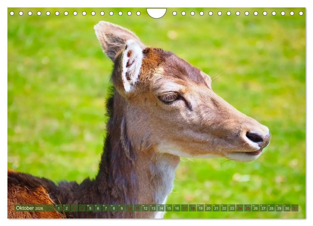 Bild: 9783457587546 | Damwild - stolze Tiere des Waldes hautnah (Wandkalender 2026 DIN A4...