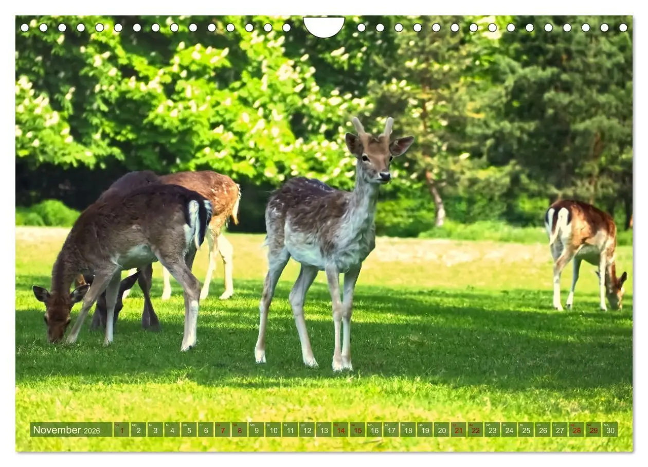 Bild: 9783457587546 | Damwild - stolze Tiere des Waldes hautnah (Wandkalender 2026 DIN A4...