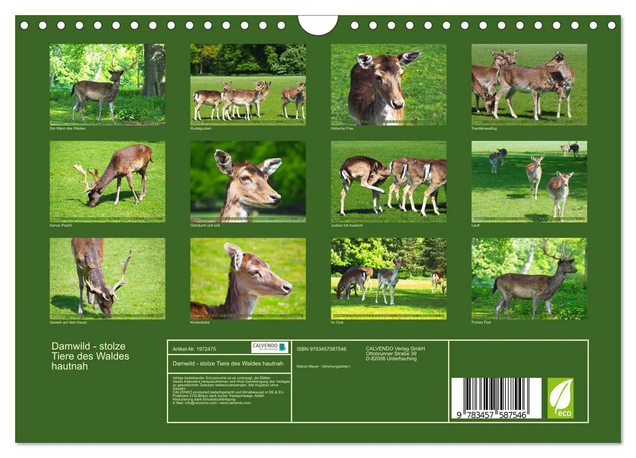 Bild: 9783457587546 | Damwild - stolze Tiere des Waldes hautnah (Wandkalender 2026 DIN A4...