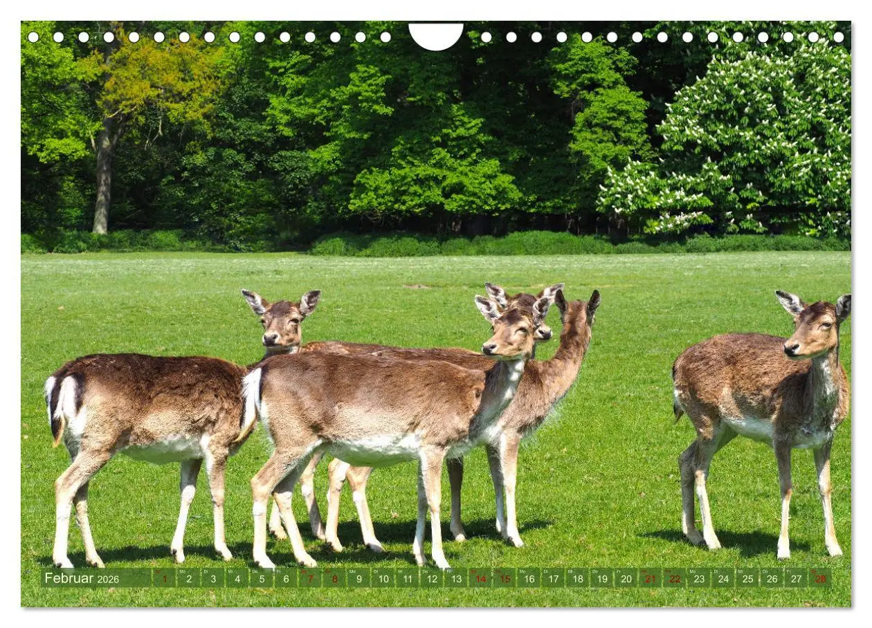 Bild: 9783457587546 | Damwild - stolze Tiere des Waldes hautnah (Wandkalender 2026 DIN A4...