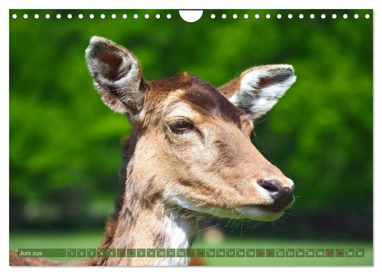 Bild: 9783457587546 | Damwild - stolze Tiere des Waldes hautnah (Wandkalender 2026 DIN A4...