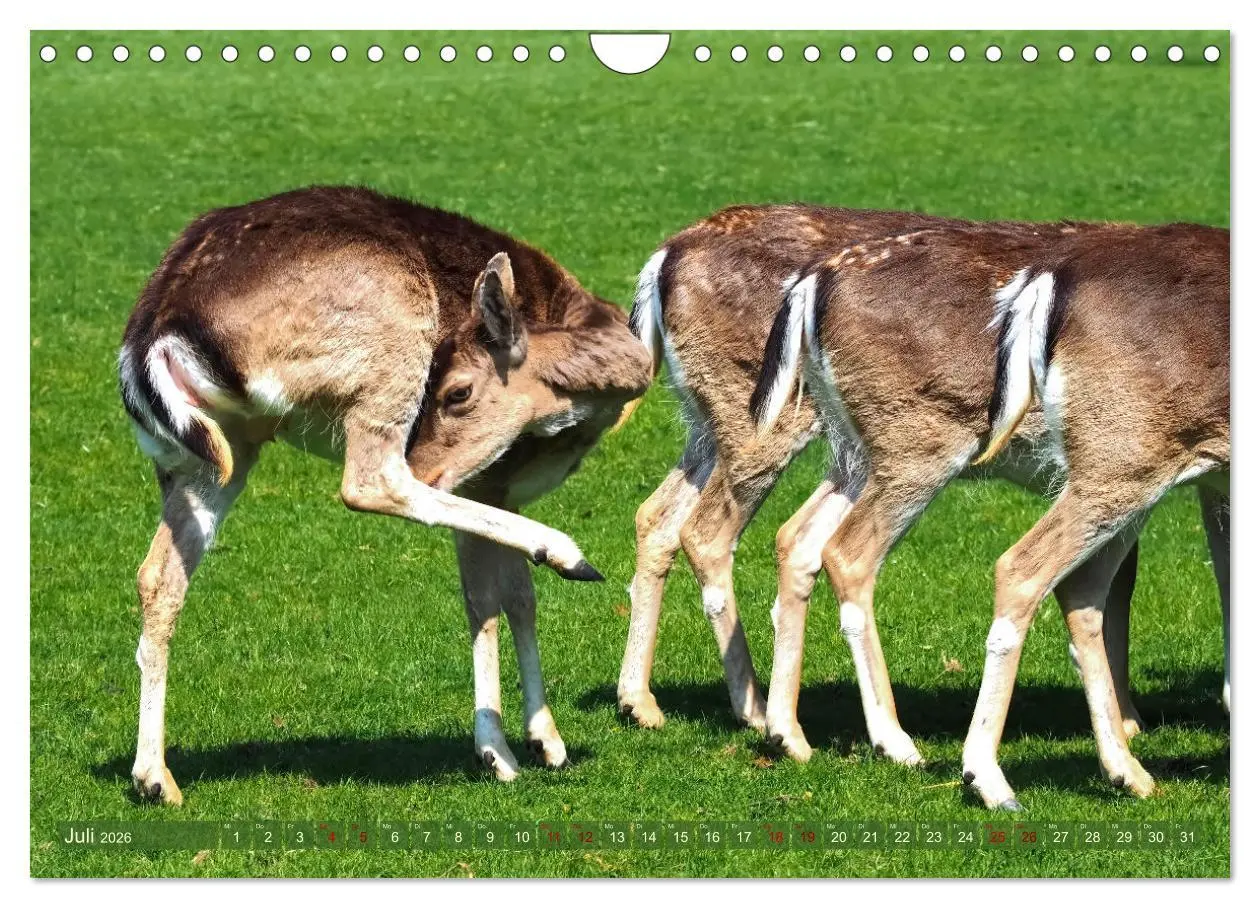 Bild: 9783457587546 | Damwild - stolze Tiere des Waldes hautnah (Wandkalender 2026 DIN A4...