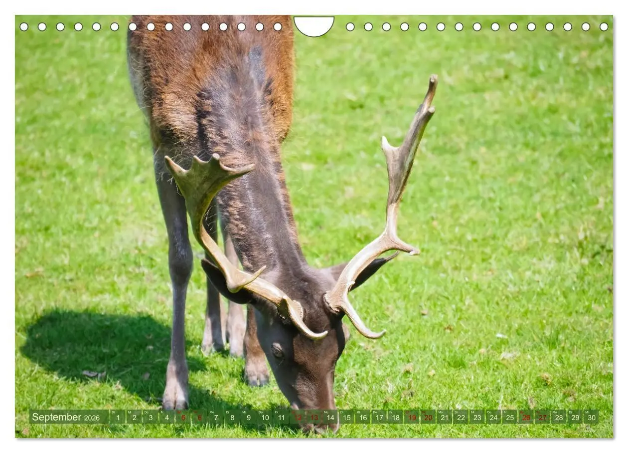 Bild: 9783457587546 | Damwild - stolze Tiere des Waldes hautnah (Wandkalender 2026 DIN A4...