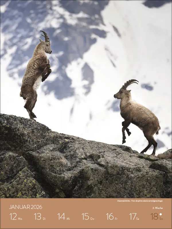 Bild: 9783731887546 | Heimische Tierwelt 2026 | Verlag Korsch | Kalender | Spiralbindung
