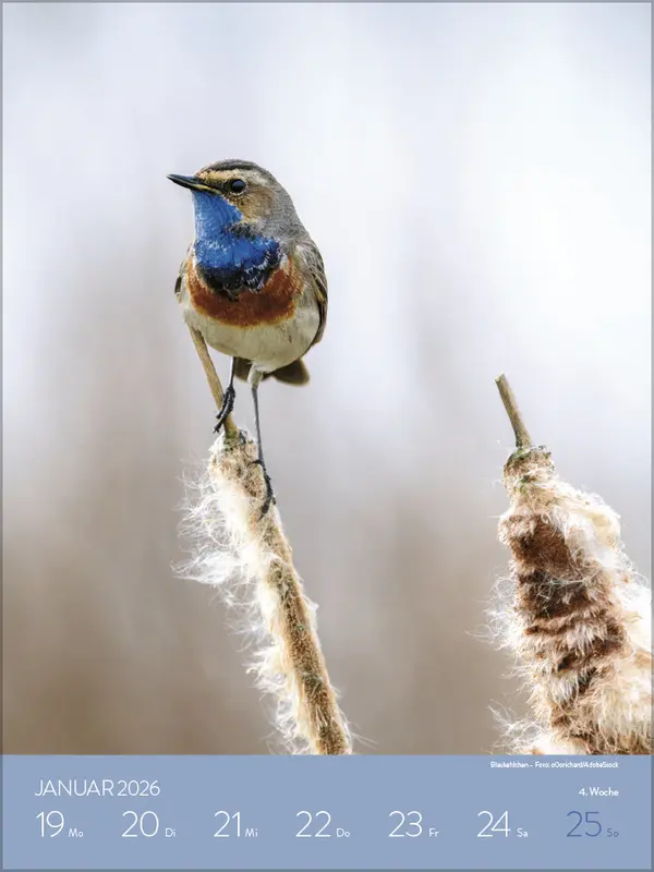 Bild: 9783731887546 | Heimische Tierwelt 2026 | Verlag Korsch | Kalender | Spiralbindung