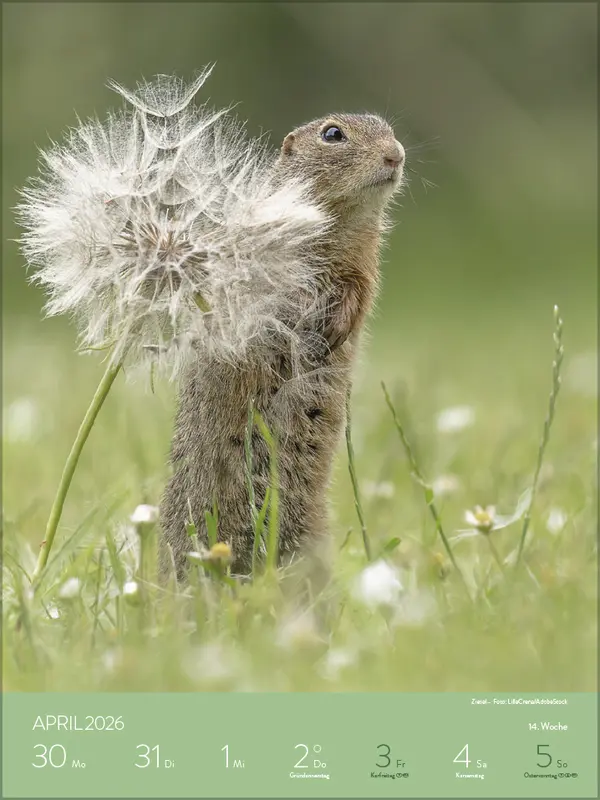 Bild: 9783731887546 | Heimische Tierwelt 2026 | Verlag Korsch | Kalender | Spiralbindung