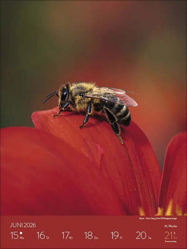 Bild: 9783731887546 | Heimische Tierwelt 2026 | Verlag Korsch | Kalender | Spiralbindung