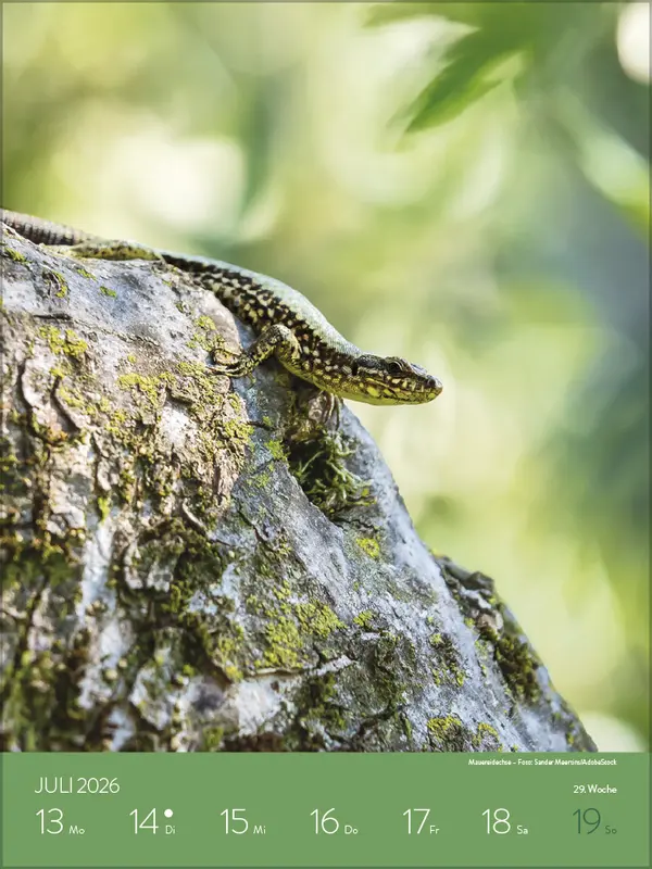 Bild: 9783731887546 | Heimische Tierwelt 2026 | Verlag Korsch | Kalender | Spiralbindung