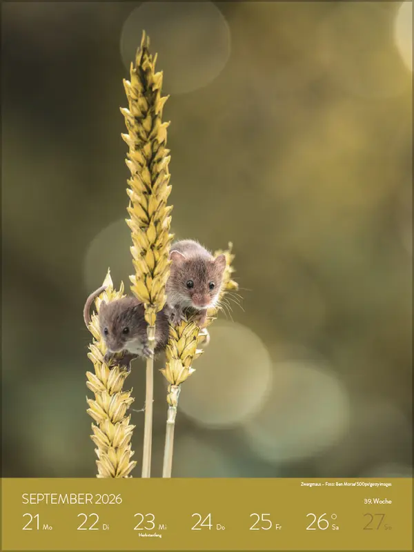 Bild: 9783731887546 | Heimische Tierwelt 2026 | Verlag Korsch | Kalender | Spiralbindung