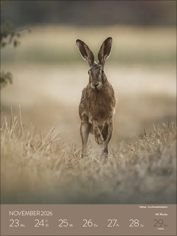 Bild: 9783731887546 | Heimische Tierwelt 2026 | Verlag Korsch | Kalender | Spiralbindung