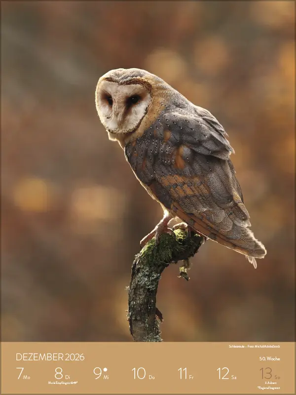 Bild: 9783731887546 | Heimische Tierwelt 2026 | Verlag Korsch | Kalender | Spiralbindung