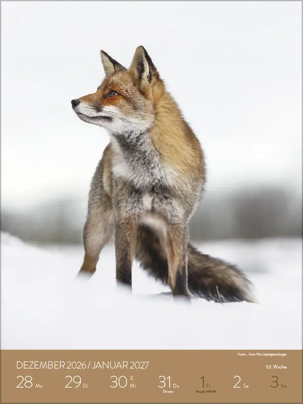 Bild: 9783731887546 | Heimische Tierwelt 2026 | Verlag Korsch | Kalender | Spiralbindung