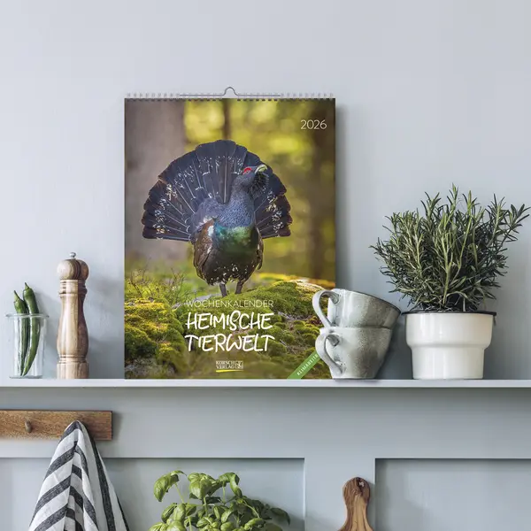 Bild: 9783731887546 | Heimische Tierwelt 2026 | Verlag Korsch | Kalender | Spiralbindung