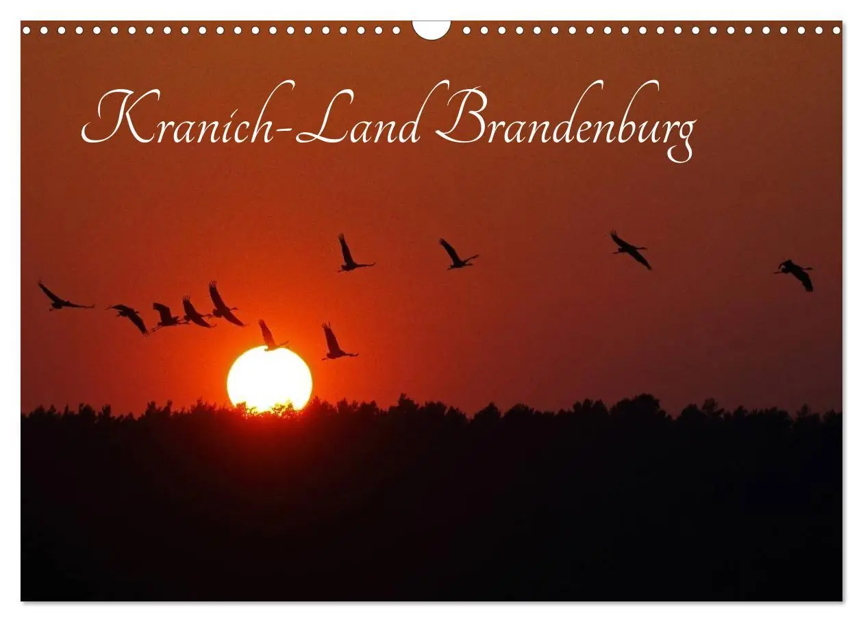 Cover: 9783516117646 | Kranich-Land Brandenburg (Wandkalender 2026 DIN A3 quer), CALVENDO...