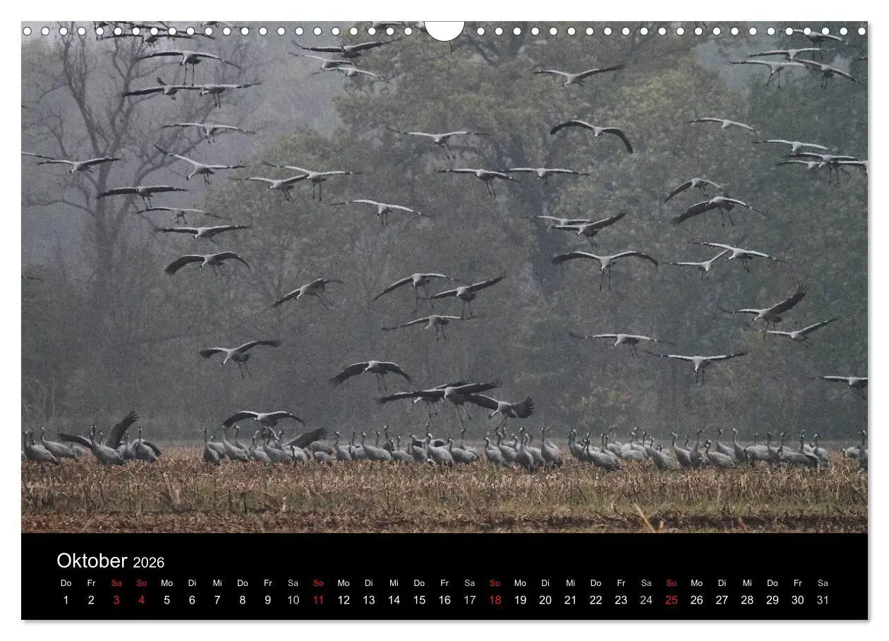 Bild: 9783516117646 | Kranich-Land Brandenburg (Wandkalender 2026 DIN A3 quer), CALVENDO...
