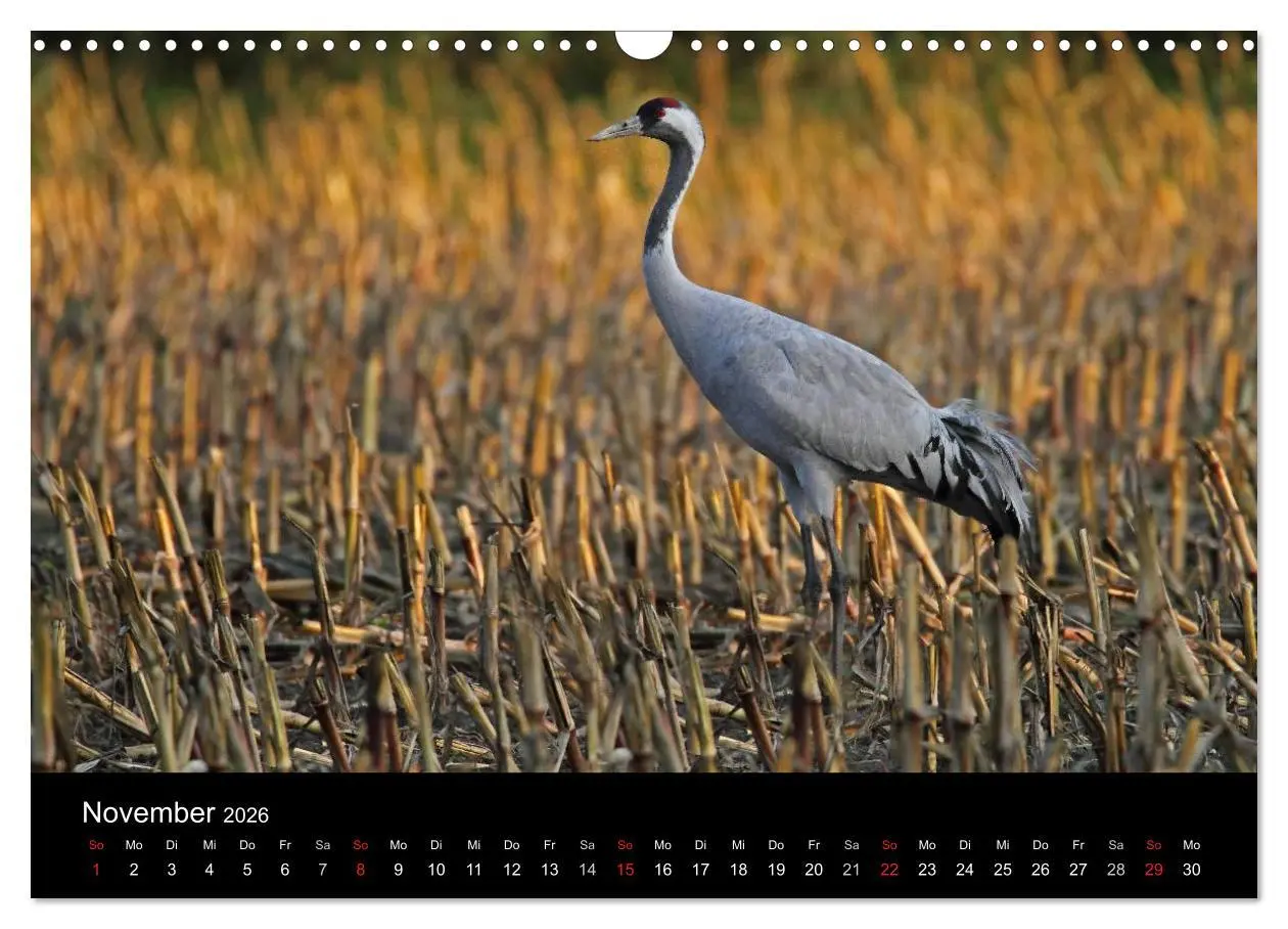 Bild: 9783516117646 | Kranich-Land Brandenburg (Wandkalender 2026 DIN A3 quer), CALVENDO...