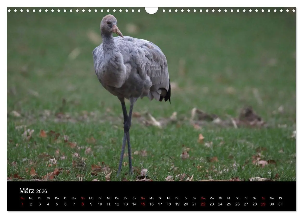 Bild: 9783516117646 | Kranich-Land Brandenburg (Wandkalender 2026 DIN A3 quer), CALVENDO...