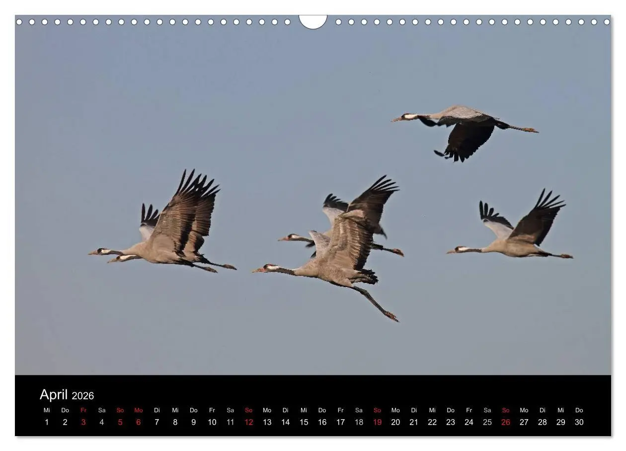 Bild: 9783516117646 | Kranich-Land Brandenburg (Wandkalender 2026 DIN A3 quer), CALVENDO...