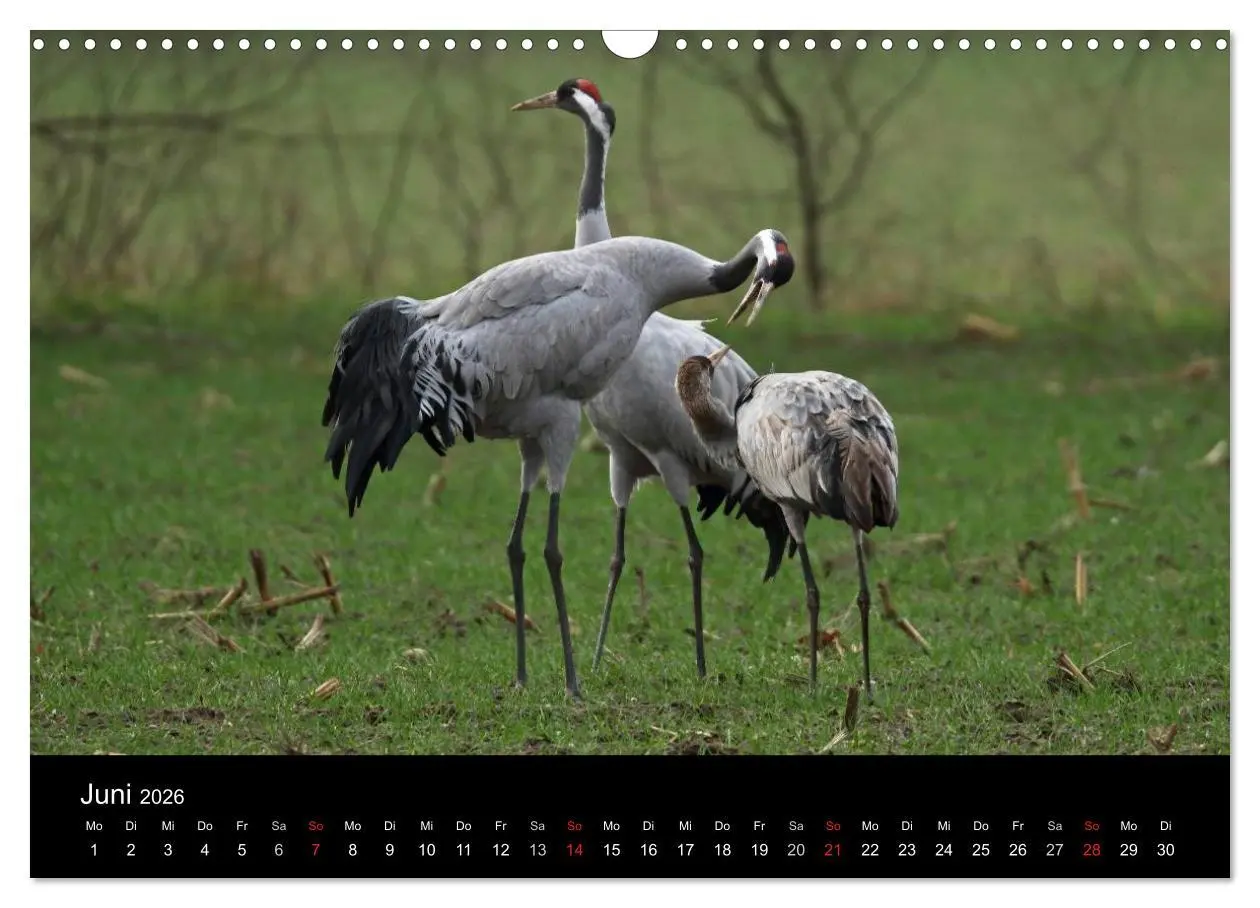 Bild: 9783516117646 | Kranich-Land Brandenburg (Wandkalender 2026 DIN A3 quer), CALVENDO...