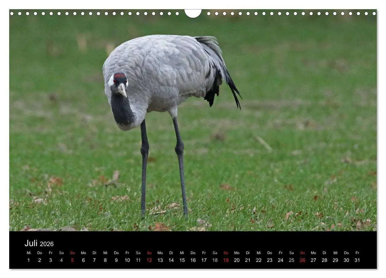 Bild: 9783516117646 | Kranich-Land Brandenburg (Wandkalender 2026 DIN A3 quer), CALVENDO...