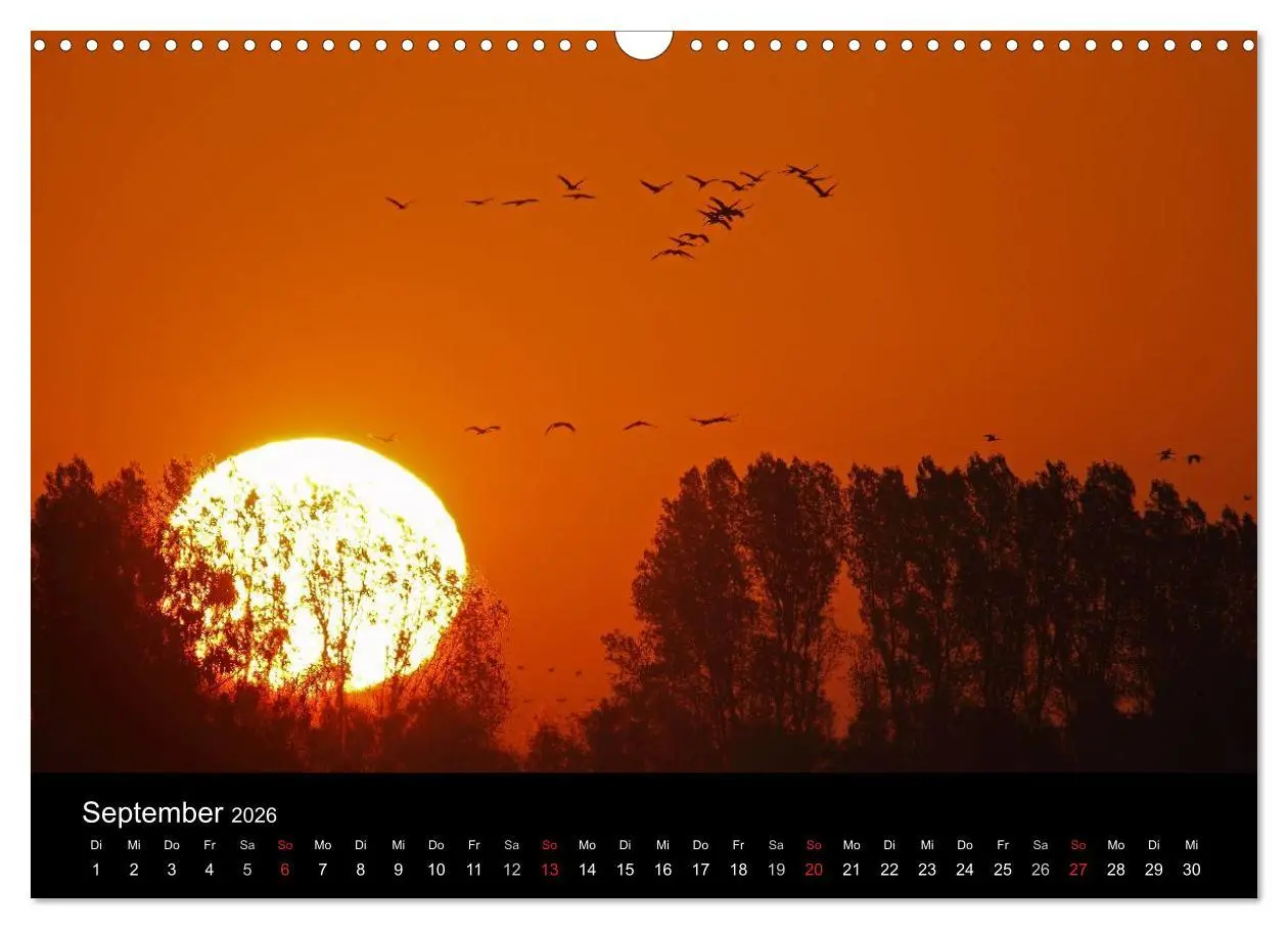 Bild: 9783516117646 | Kranich-Land Brandenburg (Wandkalender 2026 DIN A3 quer), CALVENDO...