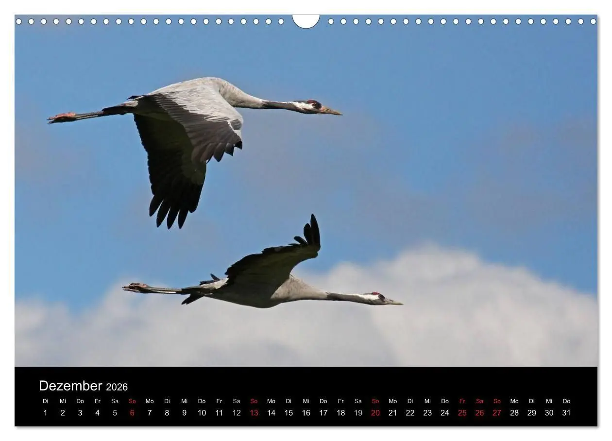 Bild: 9783516117646 | Kranich-Land Brandenburg (Wandkalender 2026 DIN A3 quer), CALVENDO...