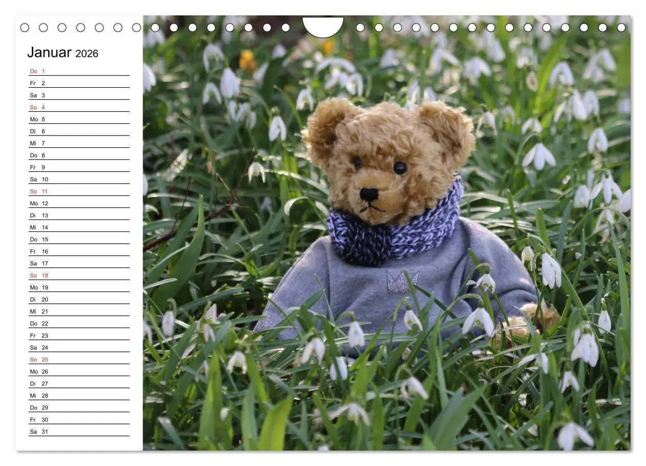 Bild: 9783457988046 | Teddy unterwegs (Wandkalender 2026 DIN A4 quer), CALVENDO...