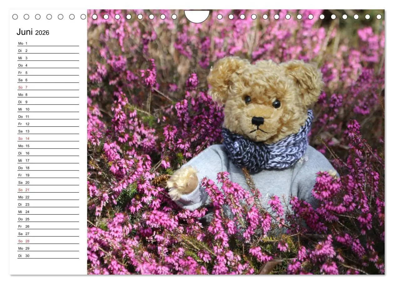 Bild: 9783457988046 | Teddy unterwegs (Wandkalender 2026 DIN A4 quer), CALVENDO...