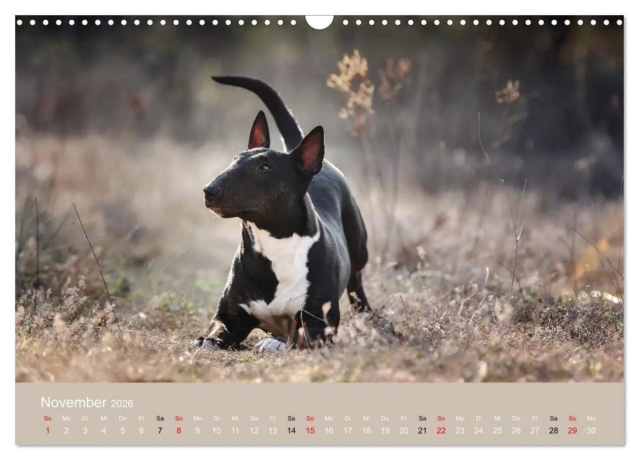 Bild: 9783516698046 | Bullterrier - charmante Herzensbrecher (Wandkalender 2026 DIN A3...