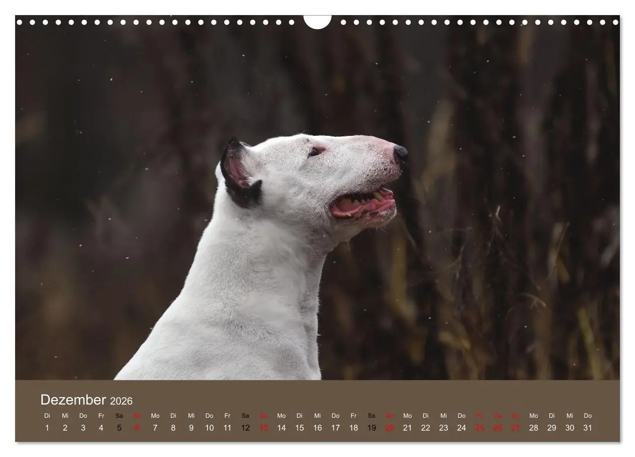 Bild: 9783516698046 | Bullterrier - charmante Herzensbrecher (Wandkalender 2026 DIN A3...