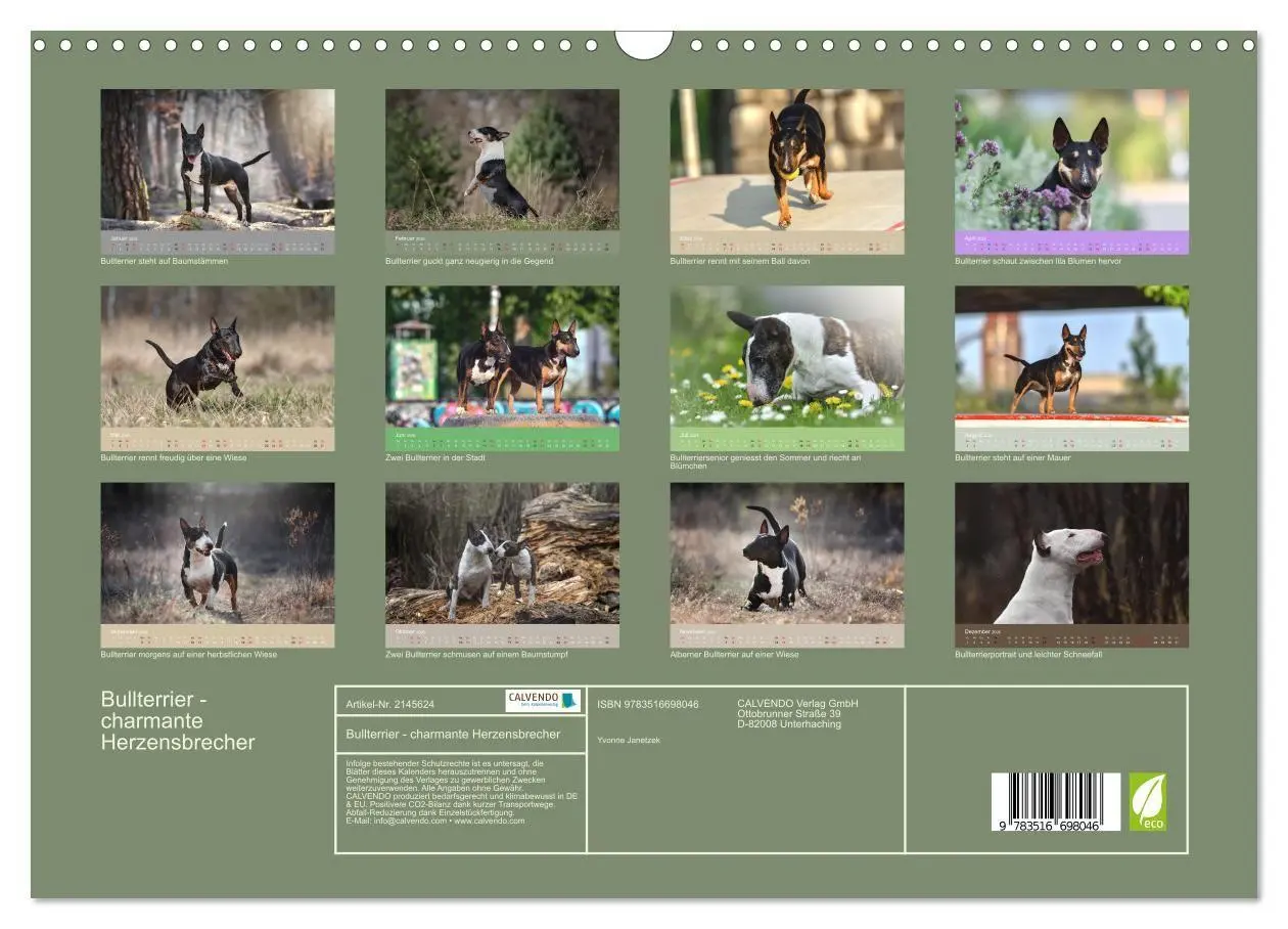Bild: 9783516698046 | Bullterrier - charmante Herzensbrecher (Wandkalender 2026 DIN A3...