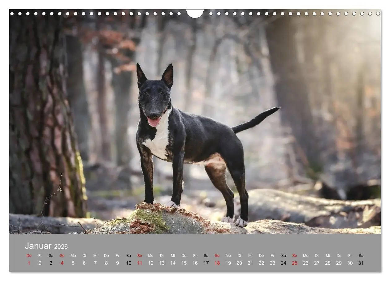 Bild: 9783516698046 | Bullterrier - charmante Herzensbrecher (Wandkalender 2026 DIN A3...