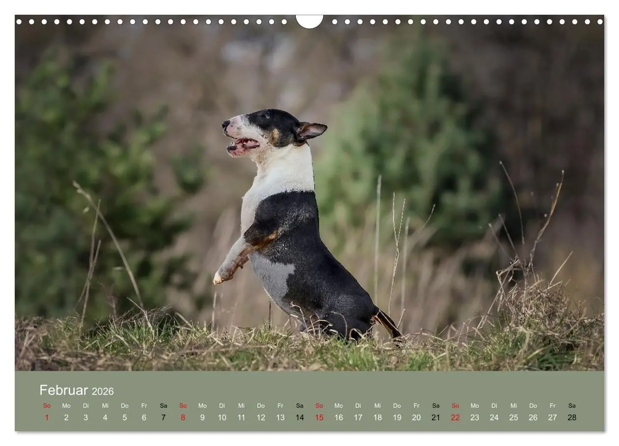 Bild: 9783516698046 | Bullterrier - charmante Herzensbrecher (Wandkalender 2026 DIN A3...
