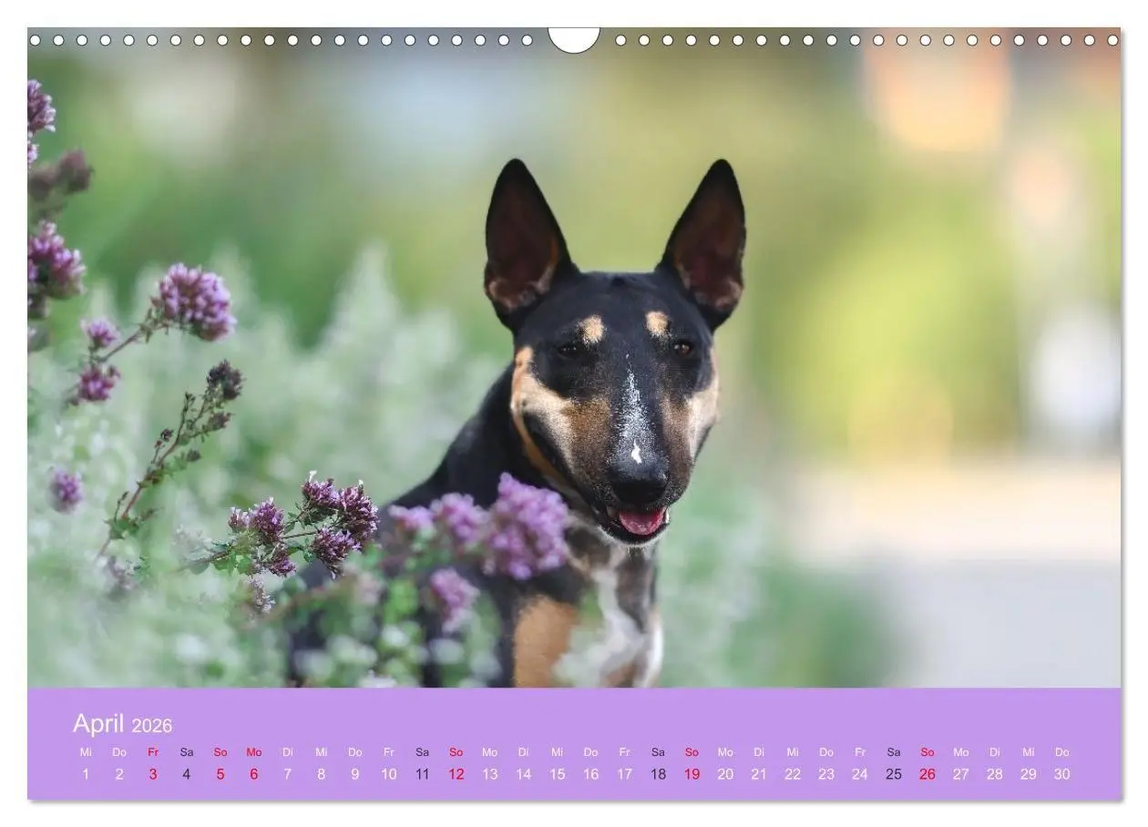 Bild: 9783516698046 | Bullterrier - charmante Herzensbrecher (Wandkalender 2026 DIN A3...