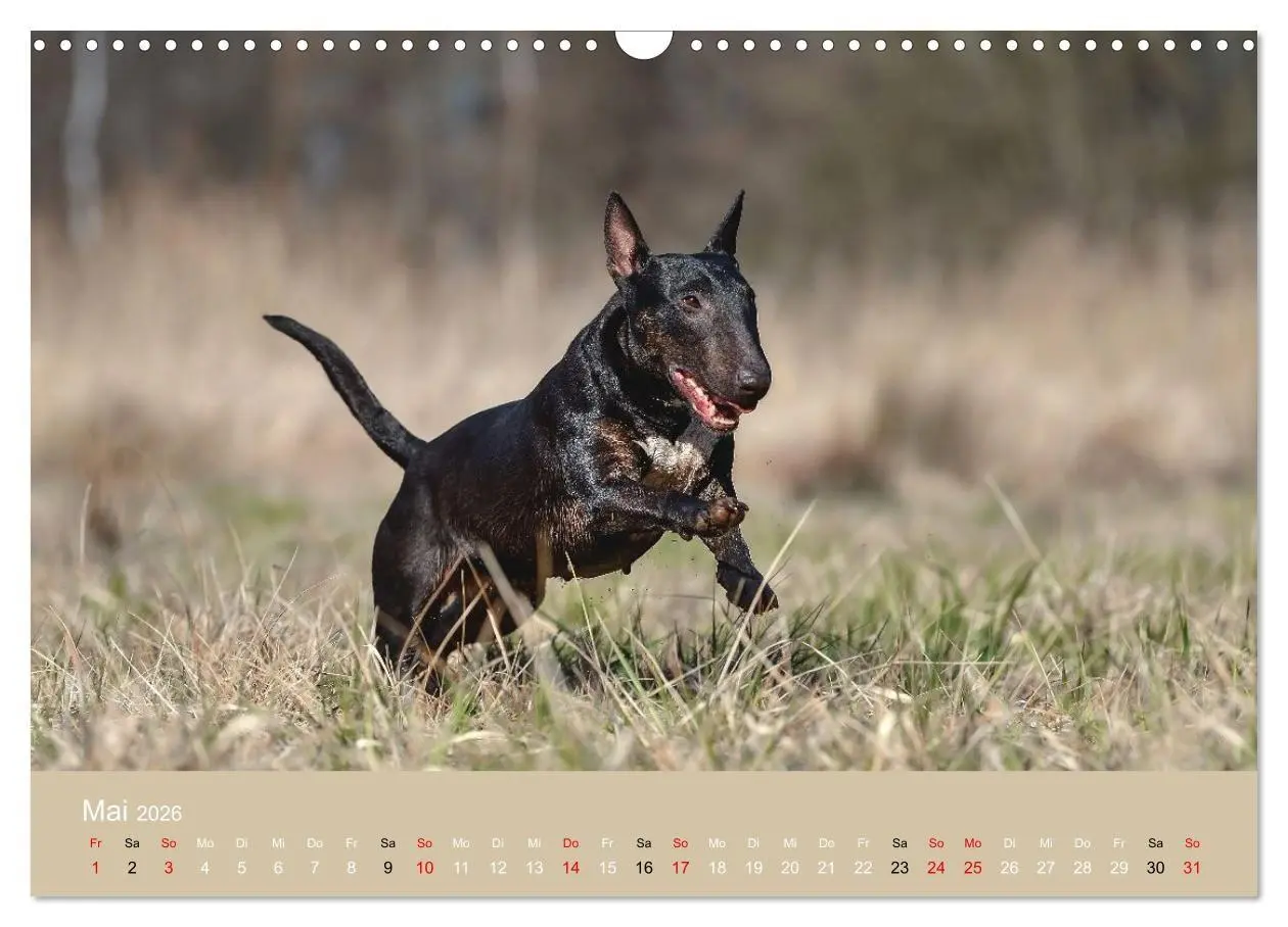 Bild: 9783516698046 | Bullterrier - charmante Herzensbrecher (Wandkalender 2026 DIN A3...
