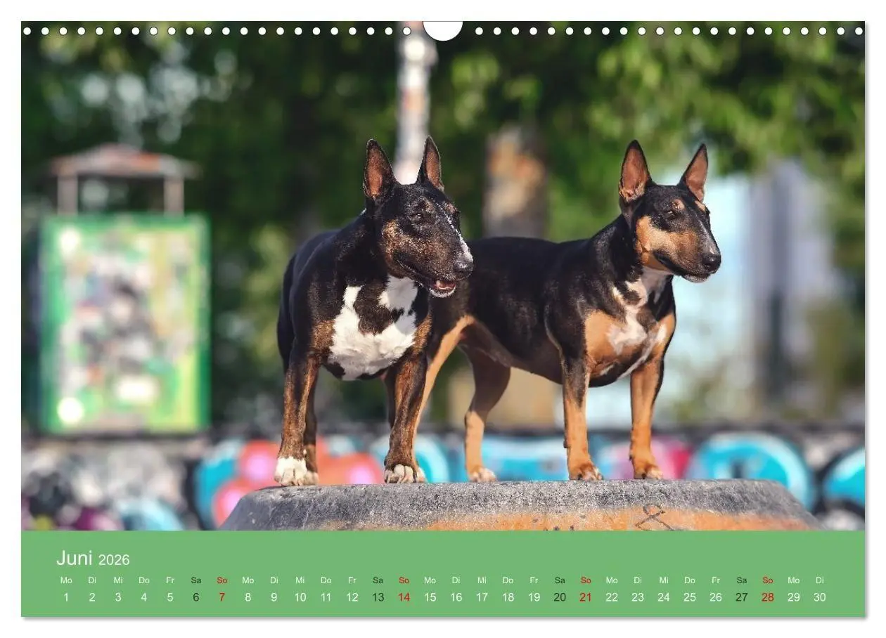 Bild: 9783516698046 | Bullterrier - charmante Herzensbrecher (Wandkalender 2026 DIN A3...