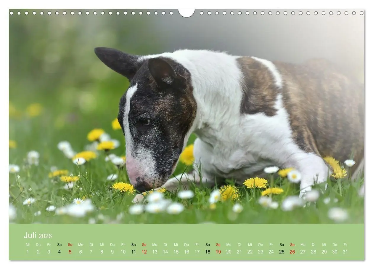 Bild: 9783516698046 | Bullterrier - charmante Herzensbrecher (Wandkalender 2026 DIN A3...