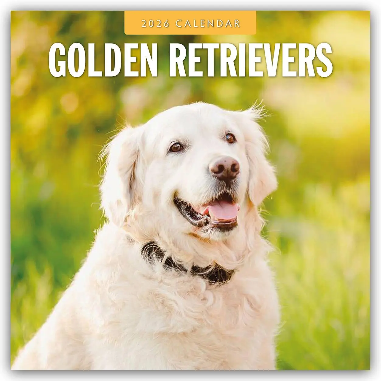 Cover: 9781804428146 | Golden Retrievers 2026 Square Wall Calendar | Red Robin | Taschenbuch