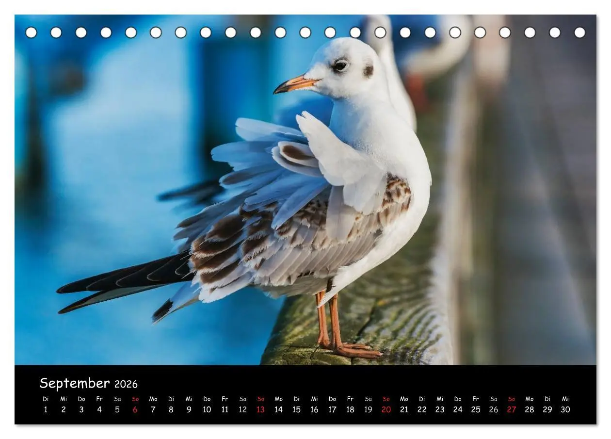 Bild: 9783516138146 | Insel Usedom (Tischkalender 2026 DIN A5 quer), CALVENDO Monatskalender