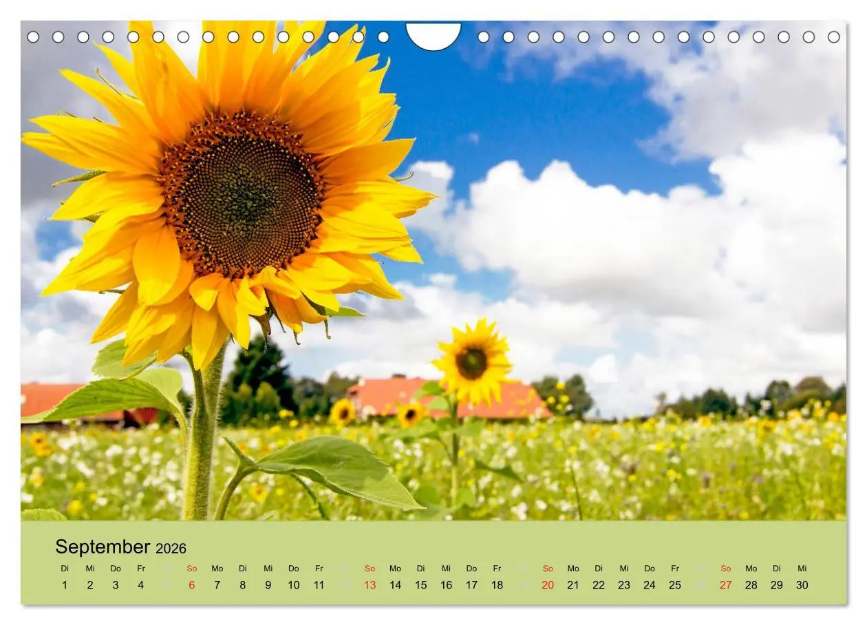 Bild: 9783457968246 | Nordsee - Traum (Wandkalender 2026 DIN A4 quer), CALVENDO...