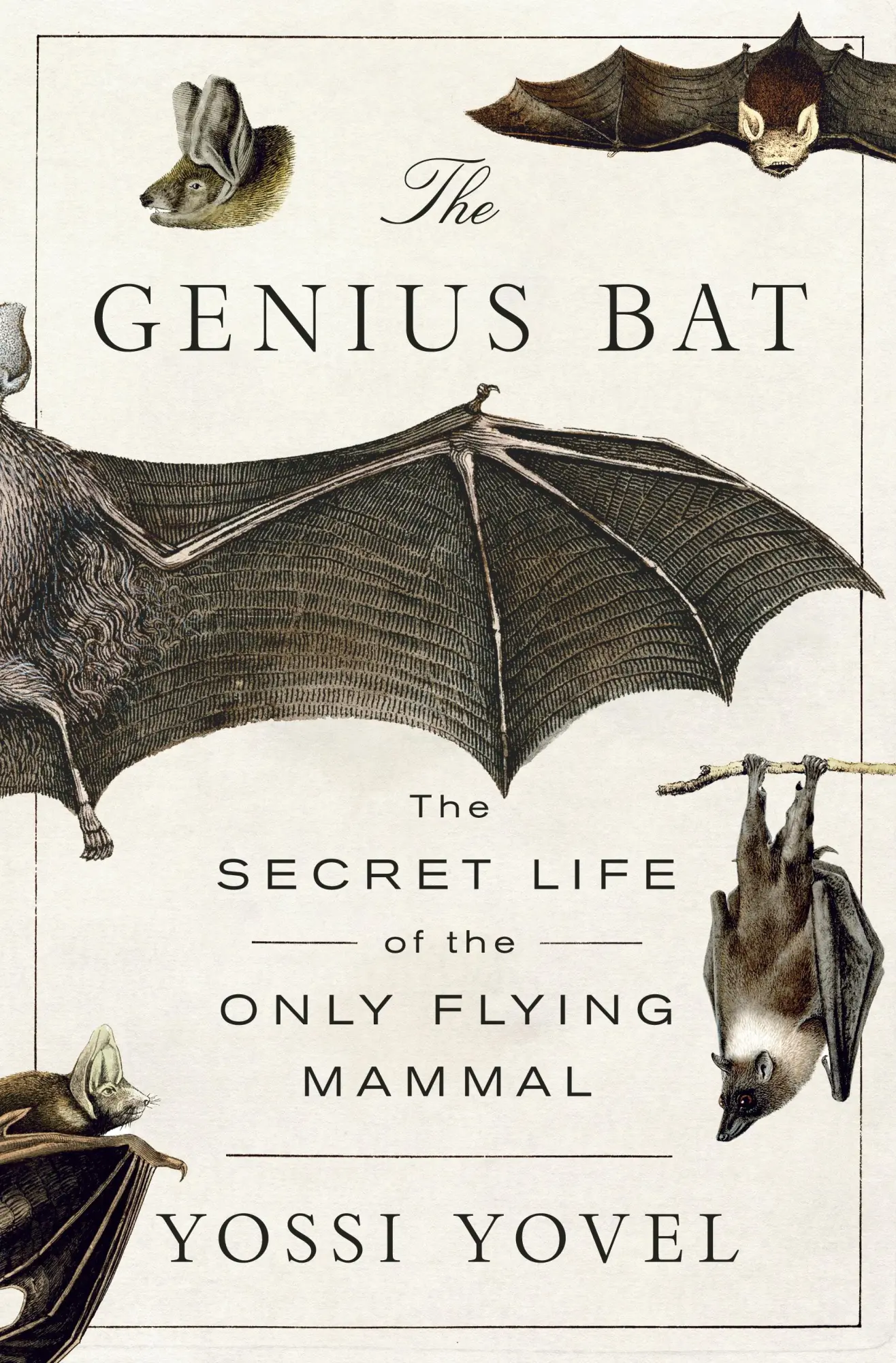 Cover: 9781250378446 | The Genius Bat | The Secret Life of the Only Flying Mammal | Yovel