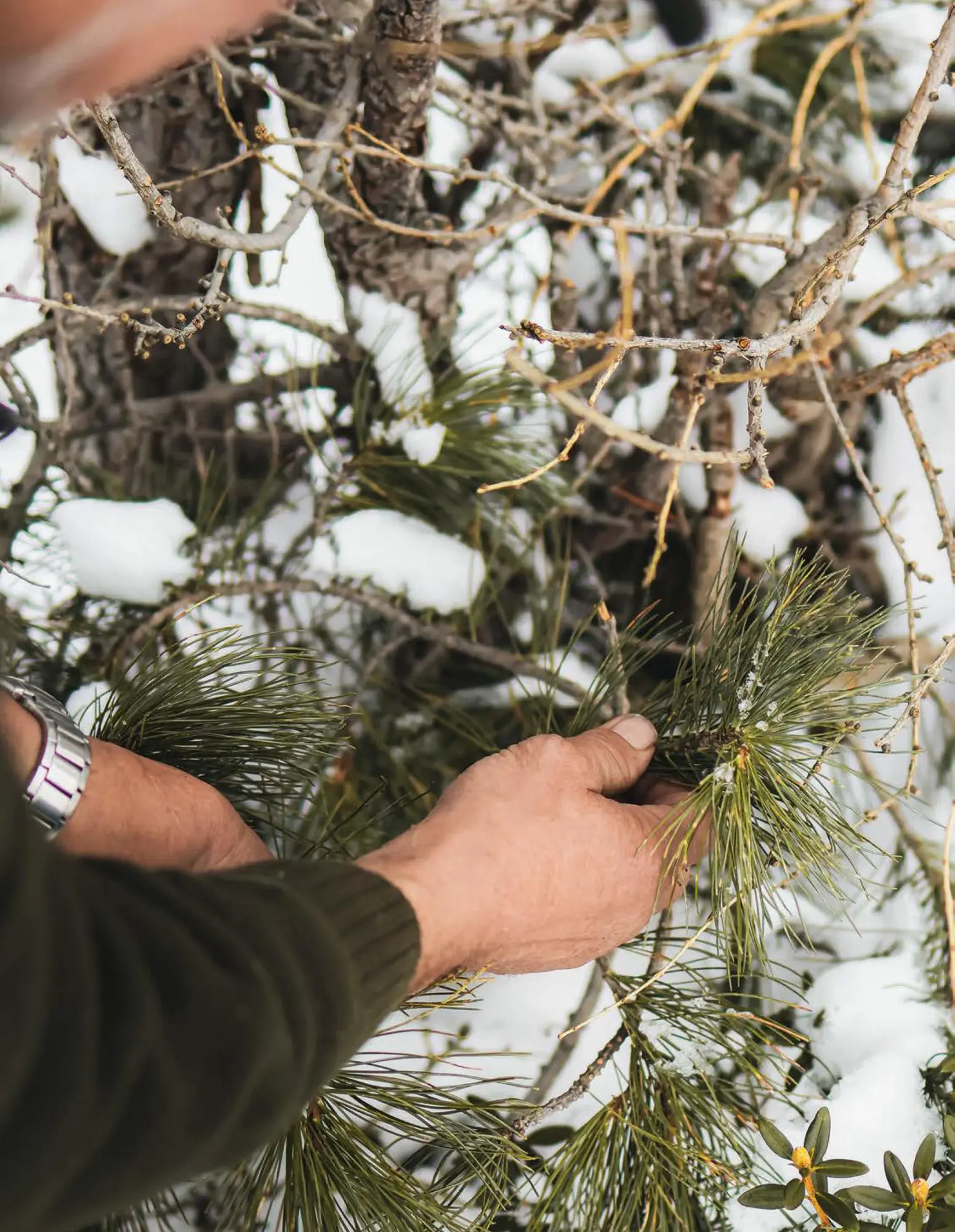 Bild: 9788868398446 | Alte Hüte, gute Bräuche | Jägerbrauch in Südtirol | Buch | 128 S.