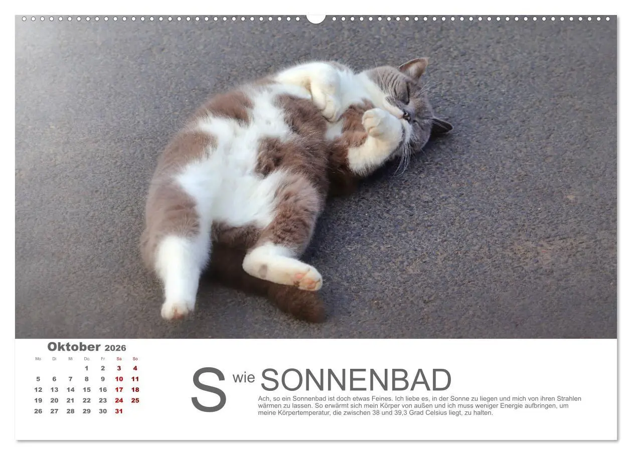 Bild: 9783457798546 | Katzen ABC (Wandkalender 2026 DIN A2 quer), CALVENDO Monatskalender