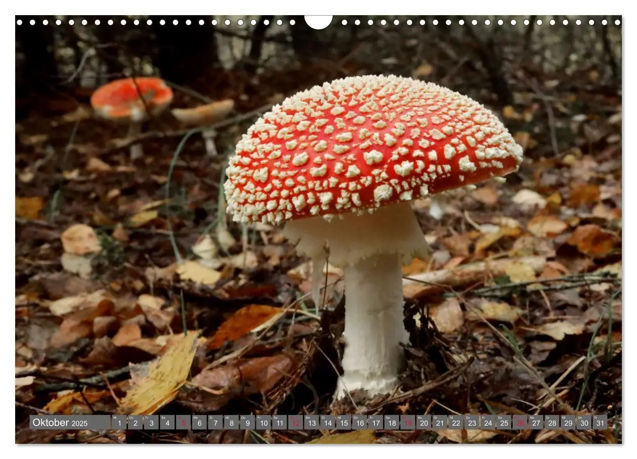 Bild: 9783435078646 | PILZE IM WALD (Wandkalender 2025 DIN A3 quer), CALVENDO Monatskalender