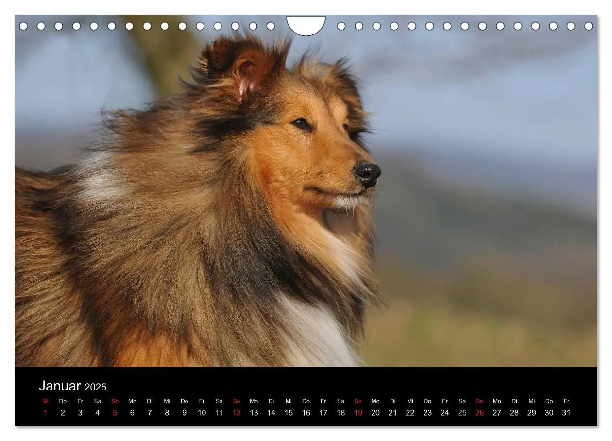 Bild: 9783435768646 | Sheltie 2025 (Wandkalender 2025 DIN A4 quer), CALVENDO Monatskalender