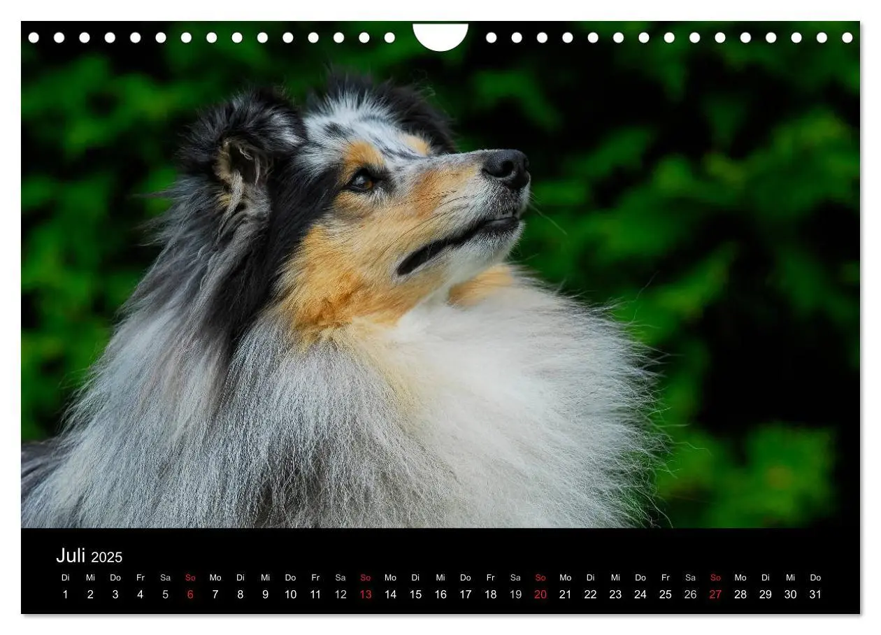 Bild: 9783435768646 | Sheltie 2025 (Wandkalender 2025 DIN A4 quer), CALVENDO Monatskalender